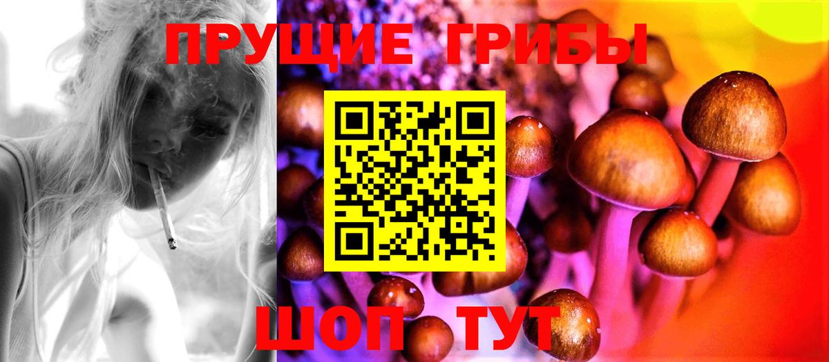 Псилоцибиновые грибы Cubensis Новошахтинск